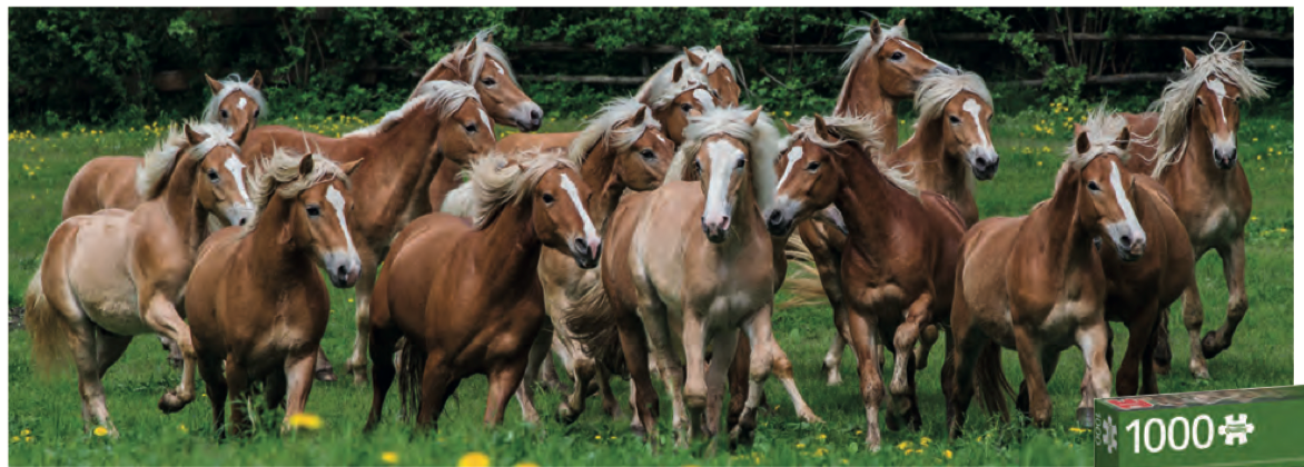 Haflinger Horses